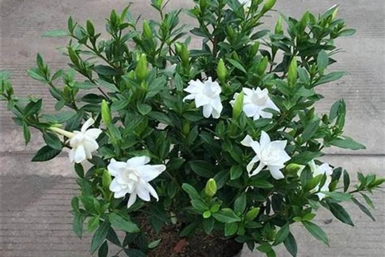 如何正确使用磷酸二氢钾