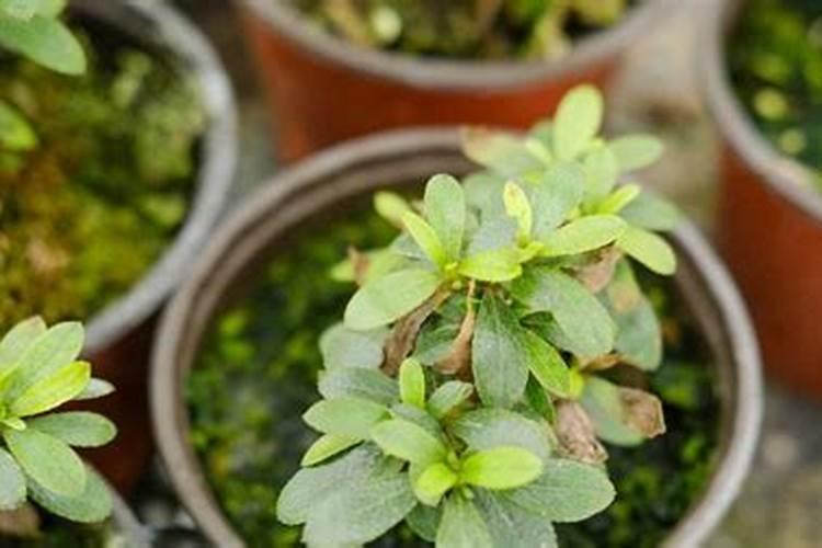 丽格海棠怎么修剪叶子丽格海棠如何修剪叶子