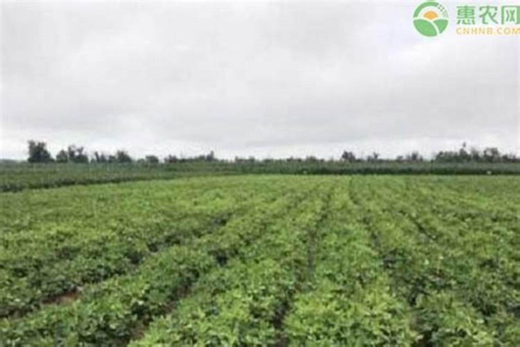 钙镁磷肥要怎样使用？