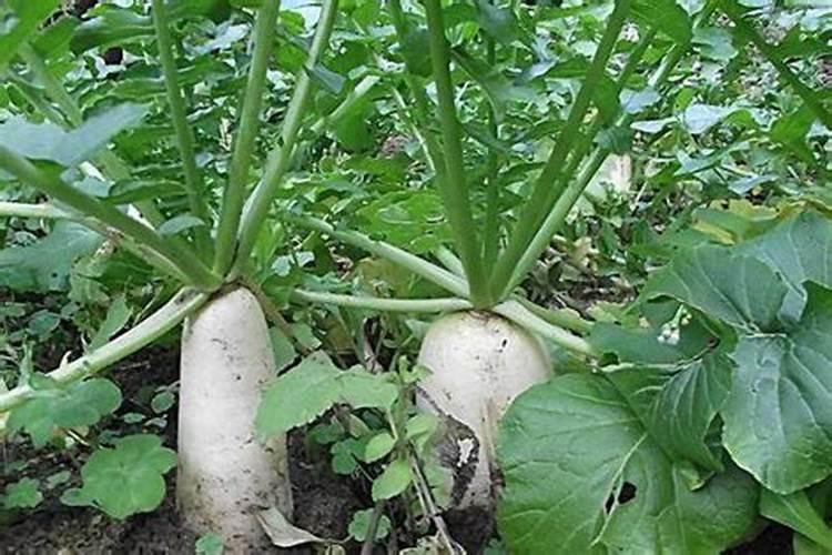 萝卜膨大期施什么肥 萝卜膨大期施什么肥为好