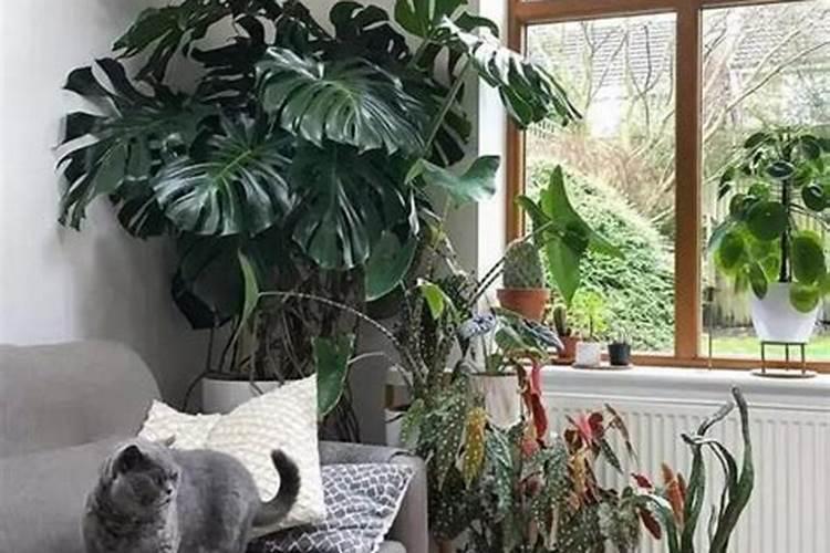 氨基酸水溶肥的作用和功效