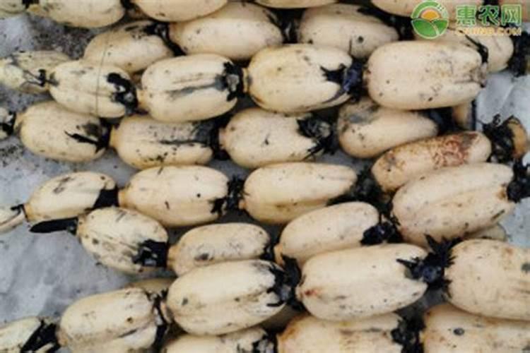 地瓜膨果用哪款水溶肥比较好？