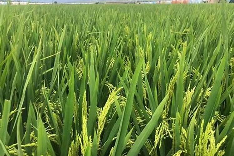 氮肥有哪些品种