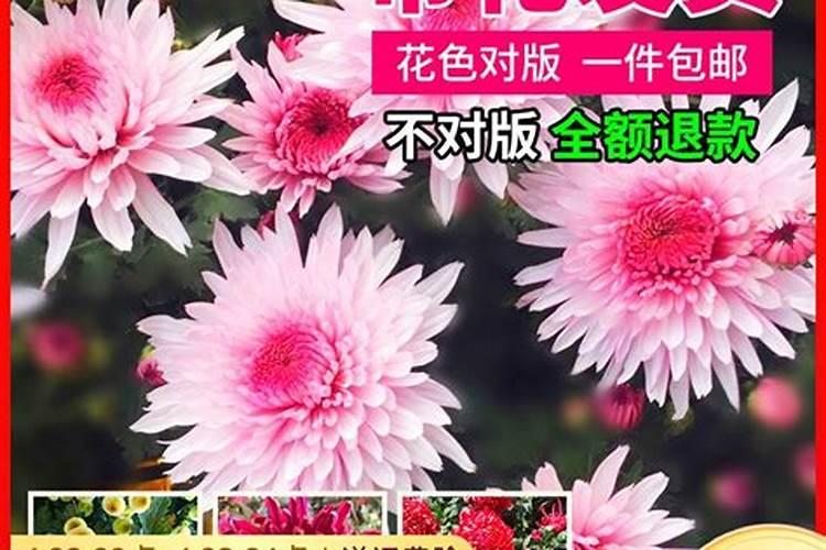 九月菊花的养殖方法