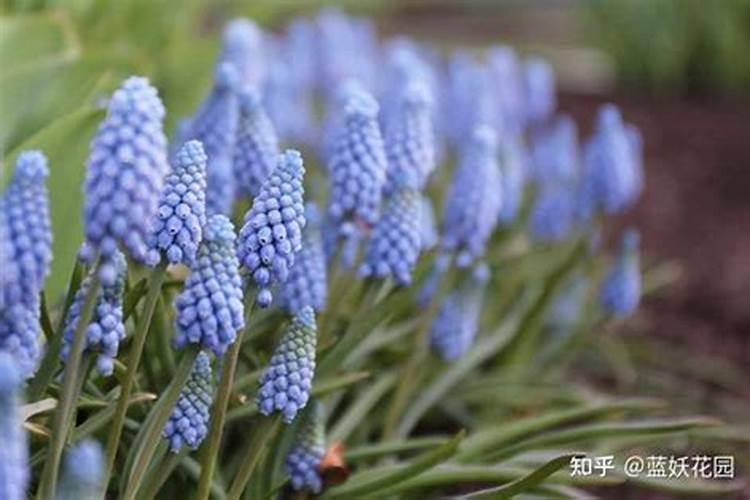 地上的土是由哪些元素组成