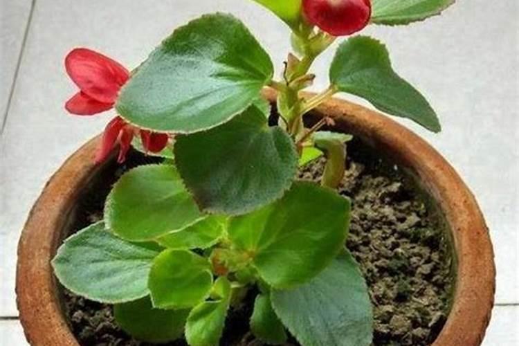 有机肥和复合肥的区别