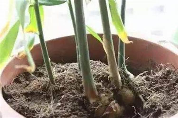 盆栽花卉土壤板结怎么办？怎么避免花盆里的花土板结变硬