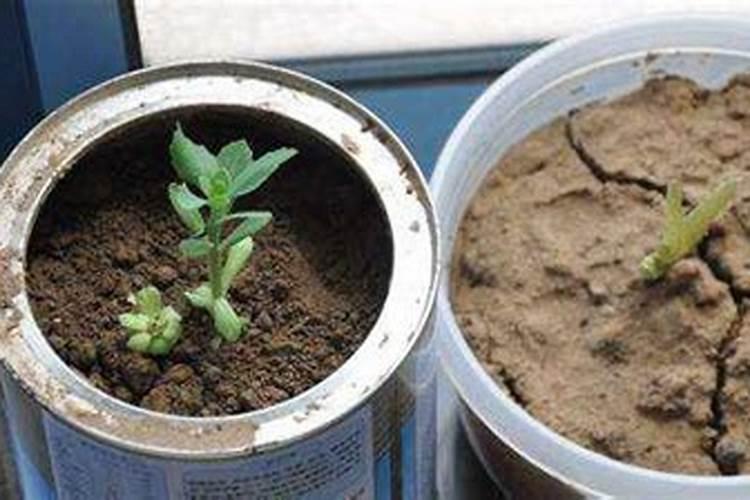 怎么能让花盆里的土松软一些呢？施肥的花放些什么好？