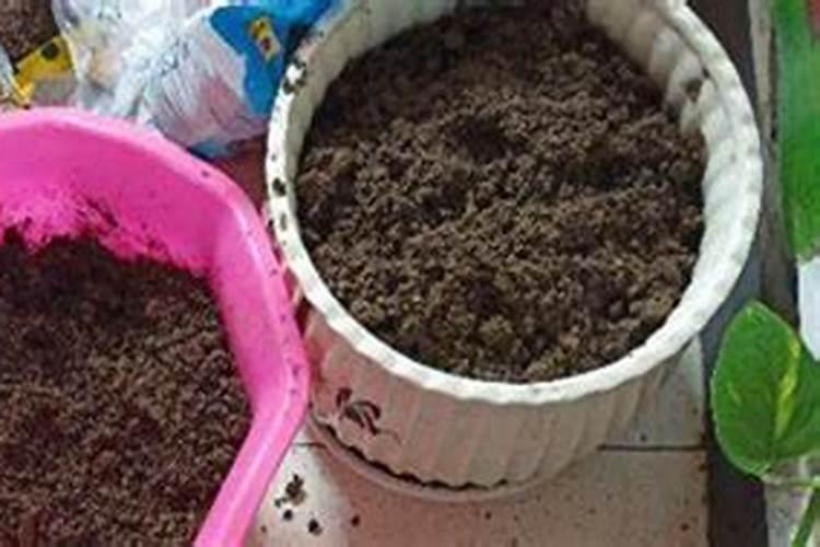 养花盆土板结严重,教给大家1个妙招,不用换土花儿铁定也养得好