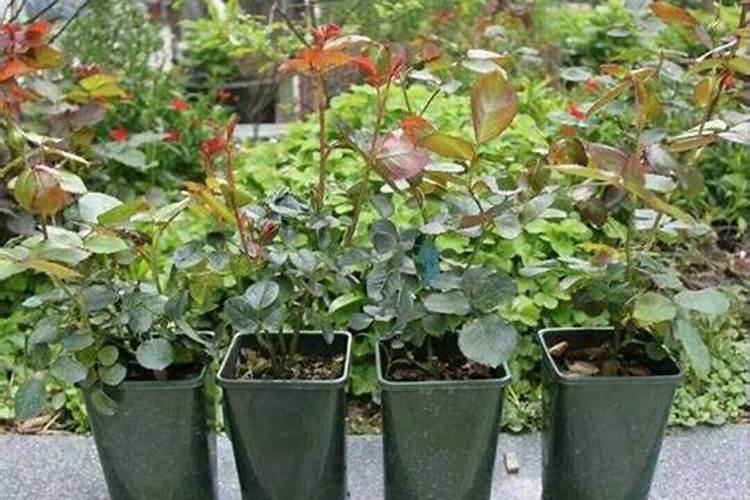 氮肥促进果树开花结果吗