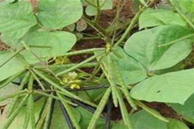 有机肥料、微生物菌剂、生物有机肥、复合微生物肥料标准及对比