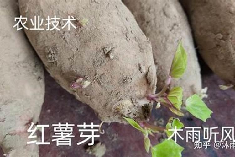 大棚重茬种植怎么办