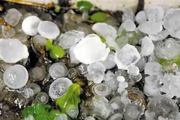 如何应对冰雹天气对农作物是伤害？