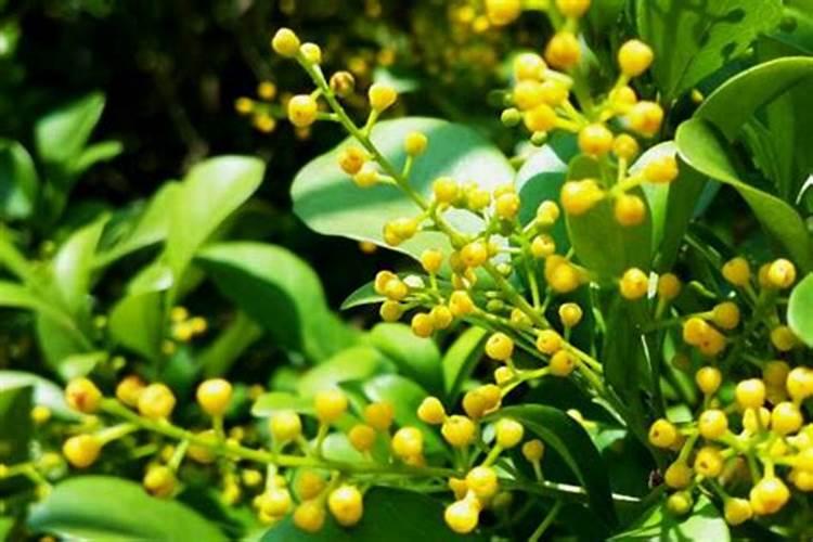 米兰怎么养才长得好,4个步骤教你养殖米兰