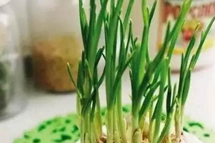 蒜苗用什么肥料好