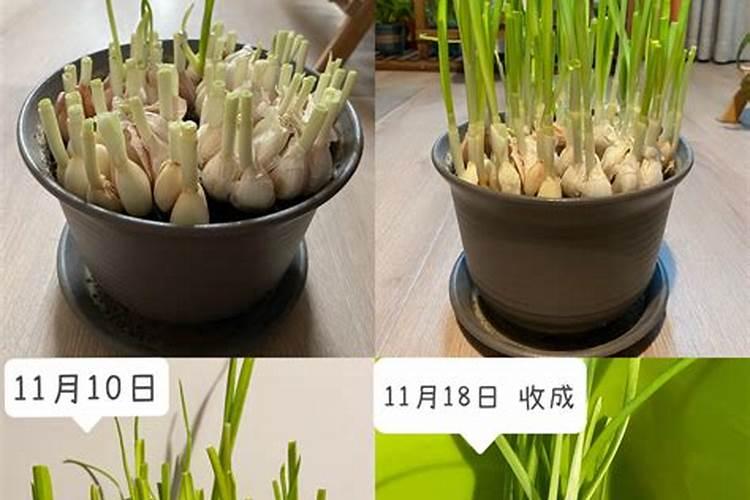 春季温度变化大,春季如何管理大蒜？