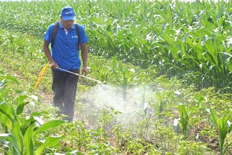 地里有地蛆怎么办