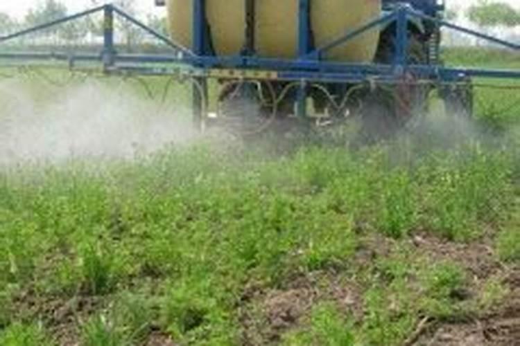 想要防治大葱蓟马,应该如何做呢？