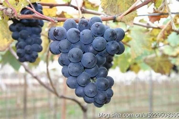 葡萄果粉少是怎样