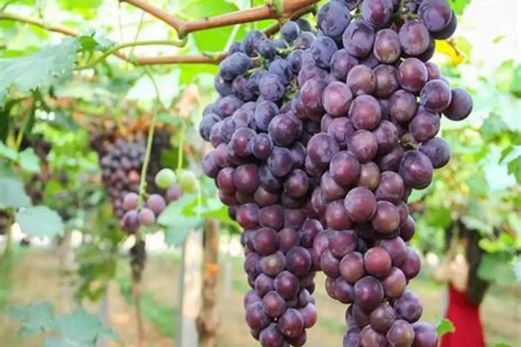 葡萄的果粉不好怎么办？