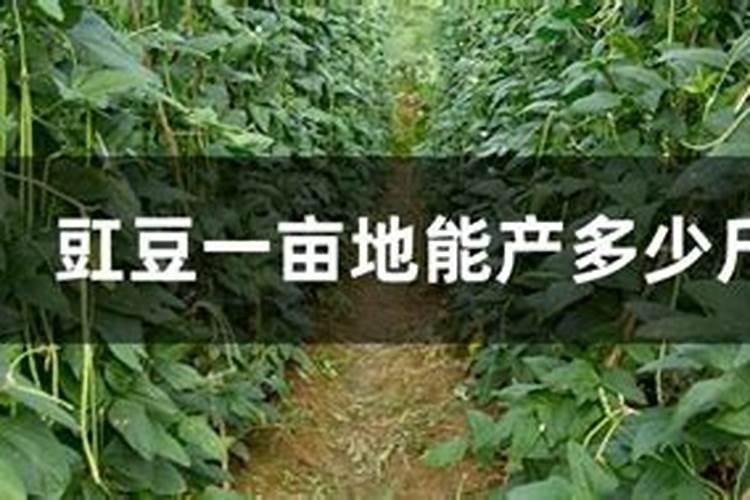 豆角用什么肥料效果好