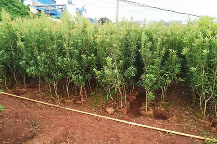 杨梅树最佳施肥时间