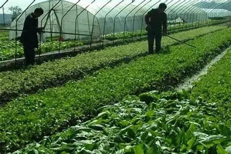 莴笋叶片封垄,会有什么影响？