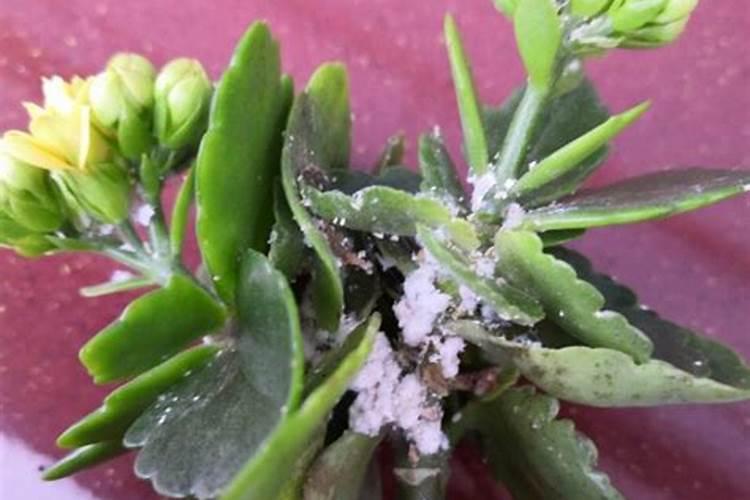 玉米需要什么肥料