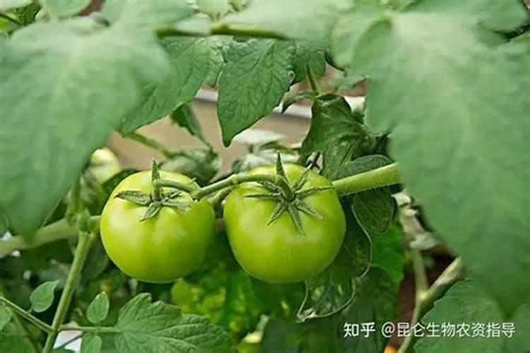西红柿用什么肥料好