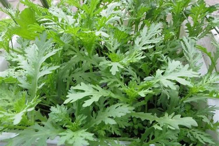 蔓越莓长在哪里