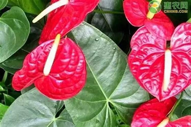 红掌花的正确养护方法