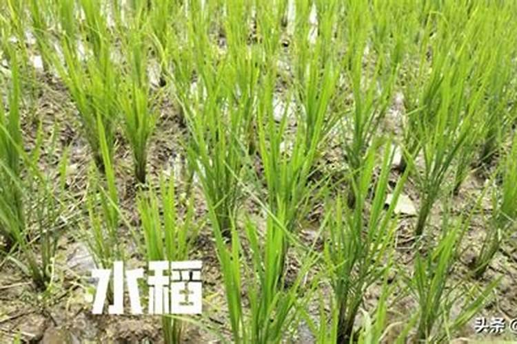 水田在淹水期的时候,哪种氮肥是不适合去施用的