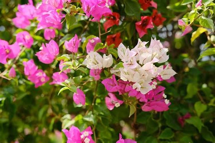 如何让三角梅快速生根