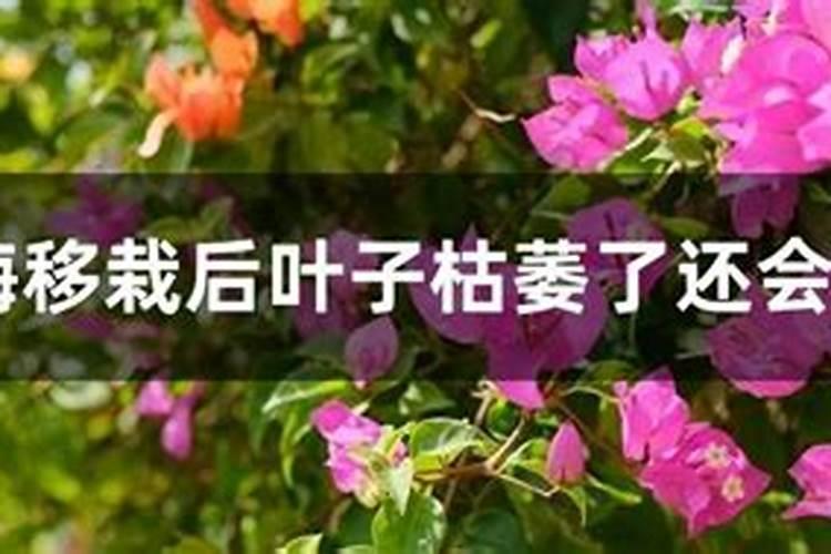 三角梅如何如何施肥