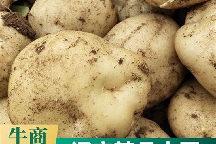 辽宁有没有可能种秋土豆