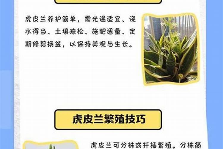 四季兰栽培要注意什么