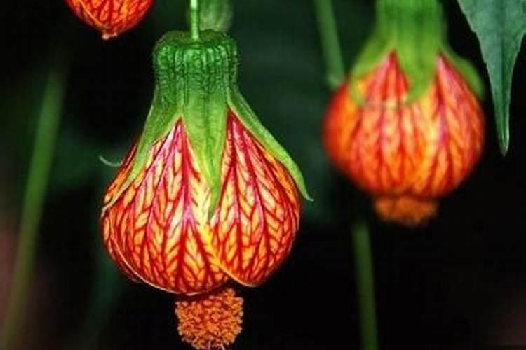 腐植酸有什么作用？腐植酸肥料的使用标准是什么？