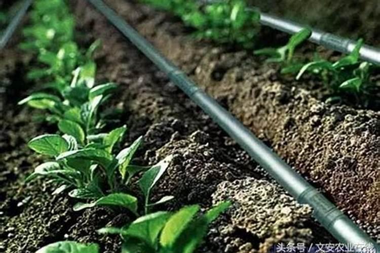 三角梅花苞后如何浇水？