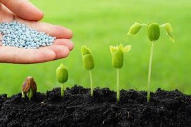 脐橙膨果期叶面肥配方