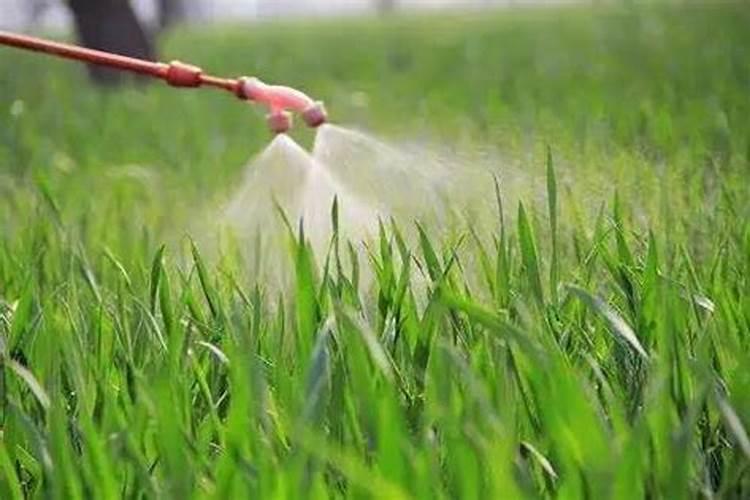水稻红叶病用什么农药治最好？