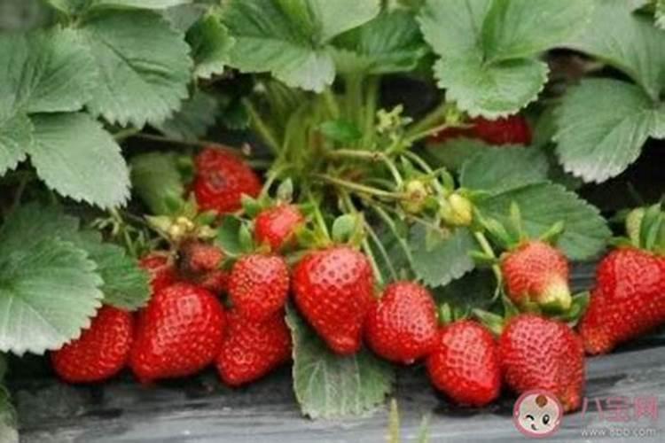 草莓长果期间用什么肥好？裂果是因为缺啥