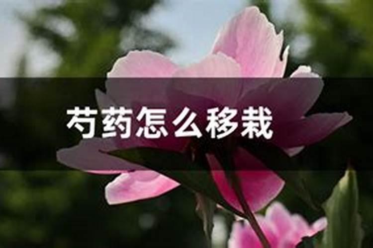 芍药刚出芽如何施肥