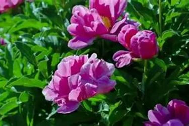 芍药刚出芽如何施肥