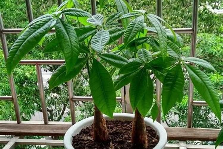 如何让发财树发芽,发财树发芽方法