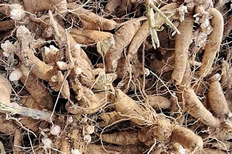 玄参的种植技术是什么