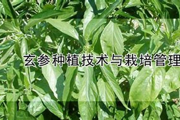 玄参种植六大注意事项介绍!