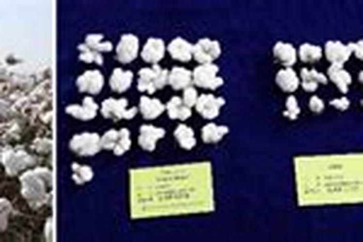 棉花后期喷什么叶面肥