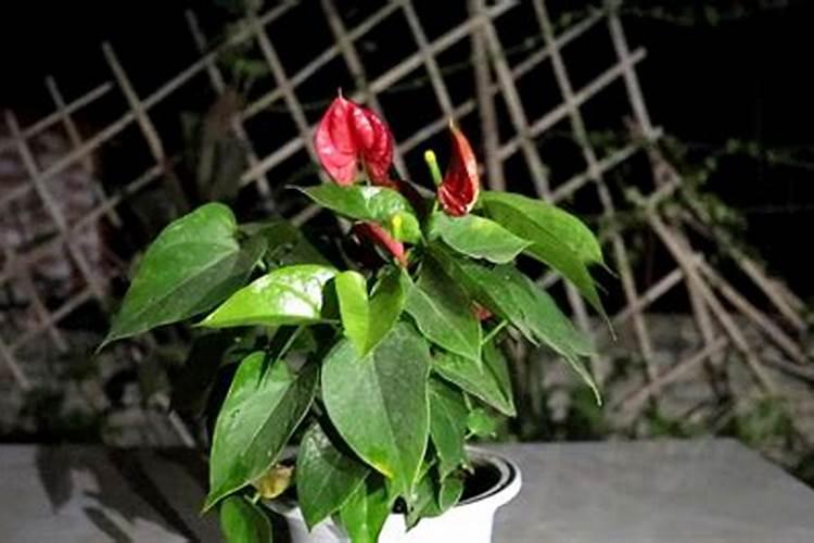 硼肥兑水稀释倍数