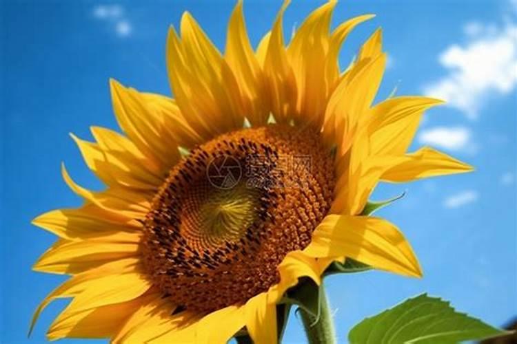 水溶肥和复合肥有什么区别？正确选择肥料,对作物种植好处连连