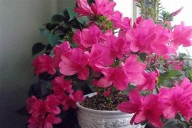 怎么给西洋杜鹃施肥？